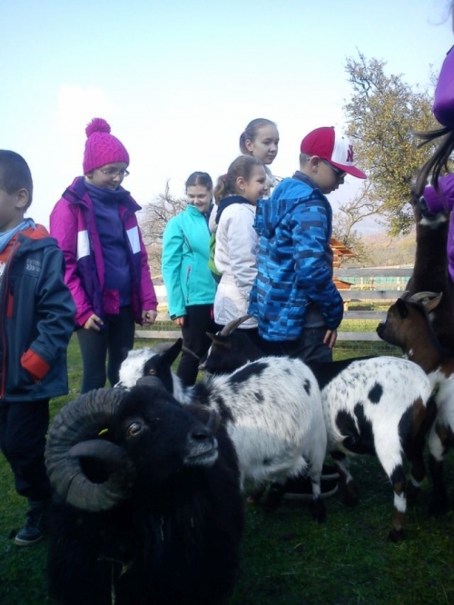 Minifarma