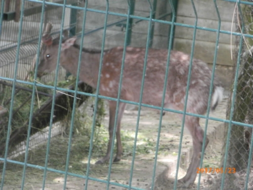 ZOO