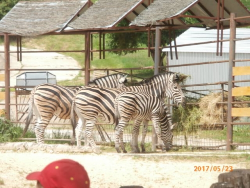 ZOO