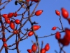 Zber šípok - končí dňa 12. 10. 2015